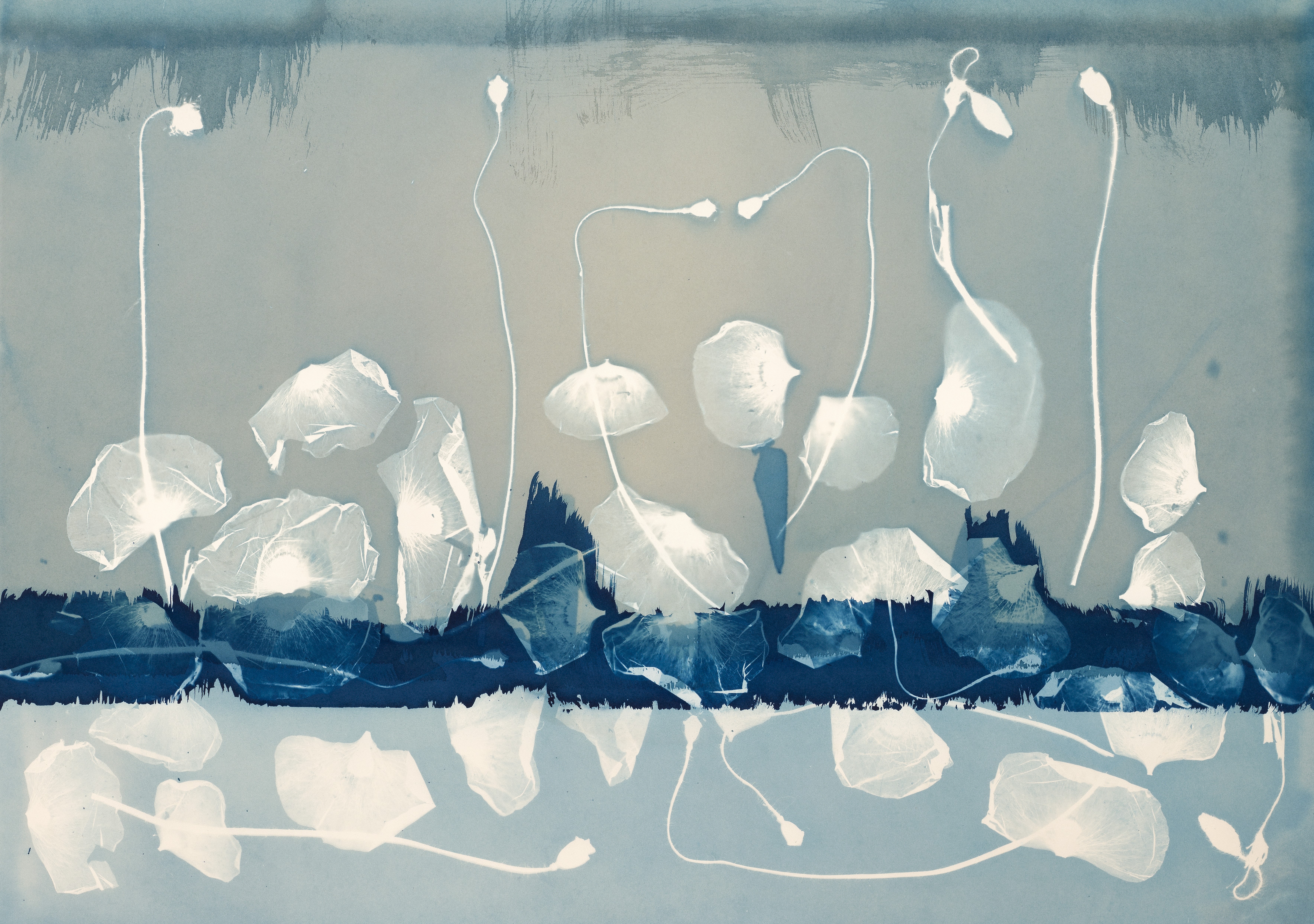 Illuminating Nature: The Cyanotype Art of Madge Evers